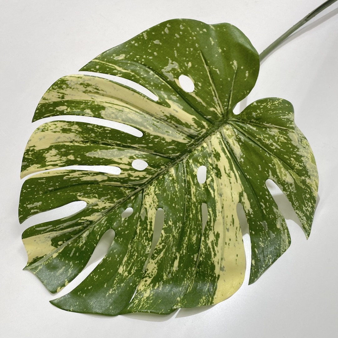 GREENERY, Monsteria Leaf Variegated 80cm